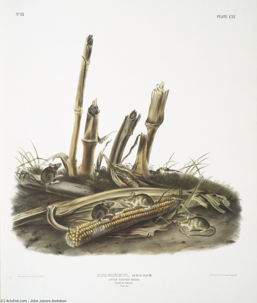 Mus Minimus, Little Harvest Mouse. Males ^ Females. Natural Size — John James Audubon