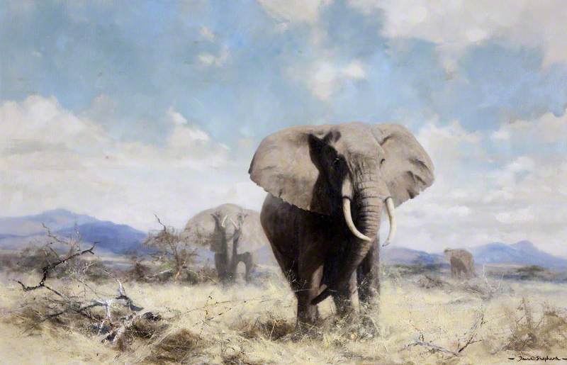 Elephants — David Shepherd