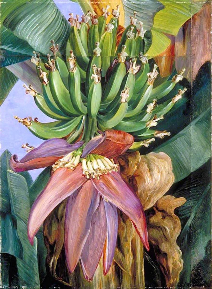 Flowers And Young Fruit Of The Chinese Banana — Marianne North