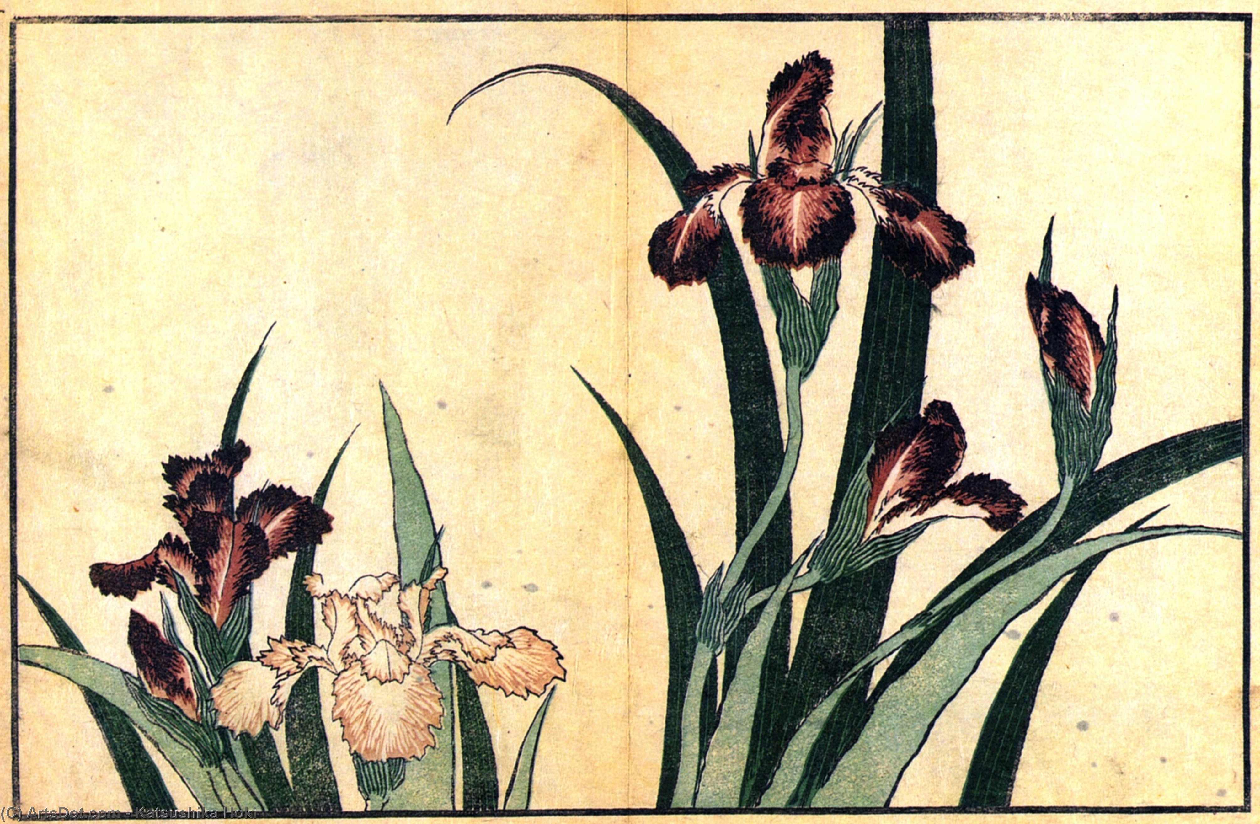 Irises — 葛飾北斎 (katsushika Hokusai)