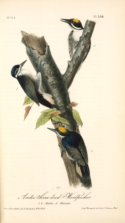 Arctic Three-toed Woodpecker. 1. 2. Males. 3. Female — John James Audubon