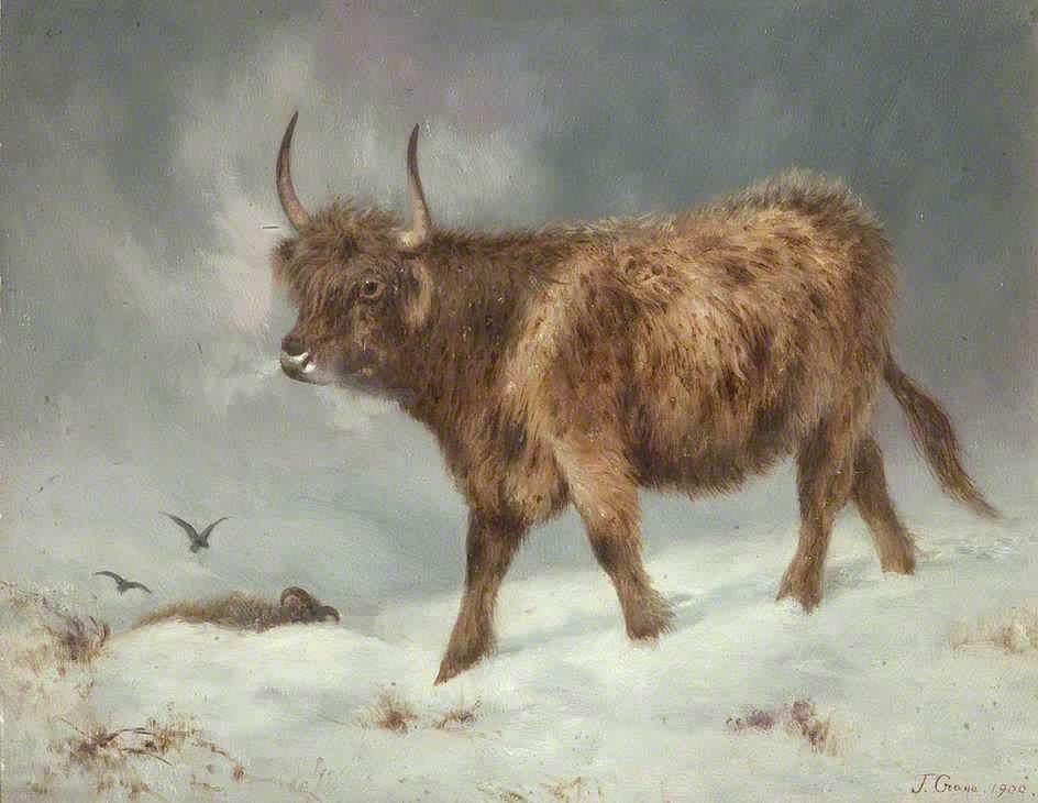 Highland Cow In The Snow — John Crane