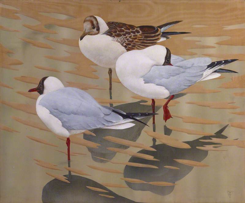 July Gulls — Charles Frederick Tunnicliffe