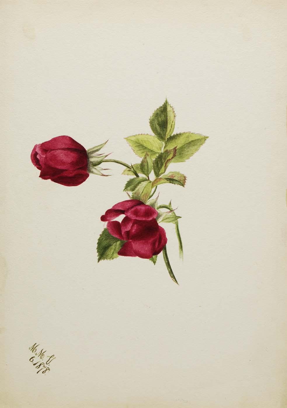 (untitled Rose) — Mary Vaux Walcott
