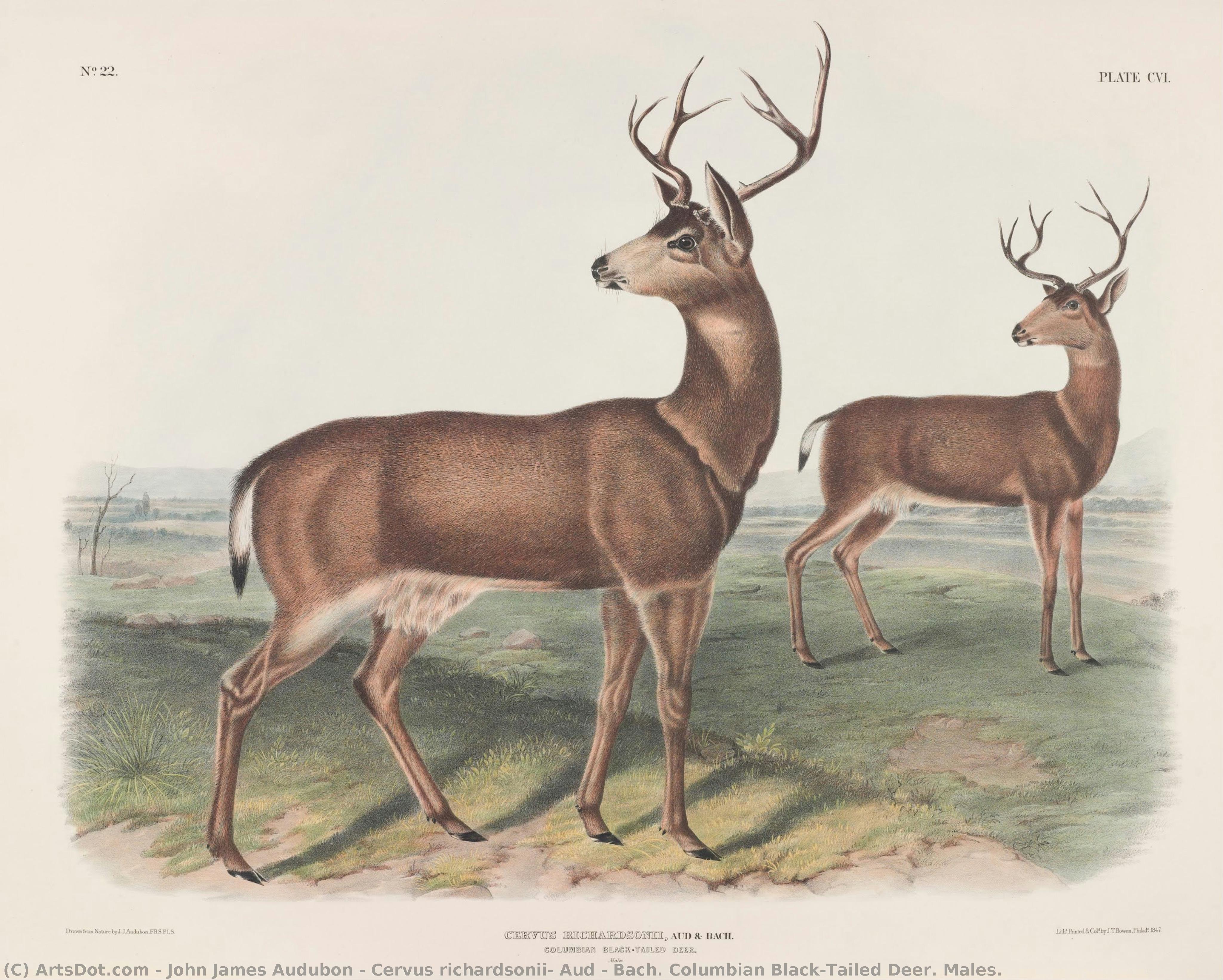 Cervus Richardsonii, Aud & Bach. Columbian Black-tailed Deer. Males. — John James Audubon