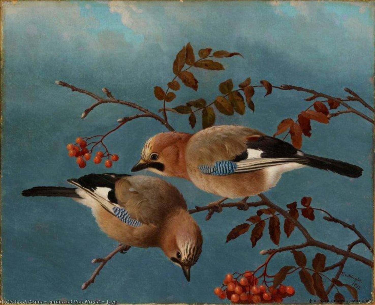 Jays — Ferdinand Von Wright
