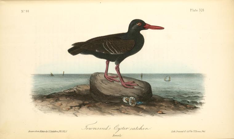 Townsend's Oyster-catcher. Female — John James Audubon