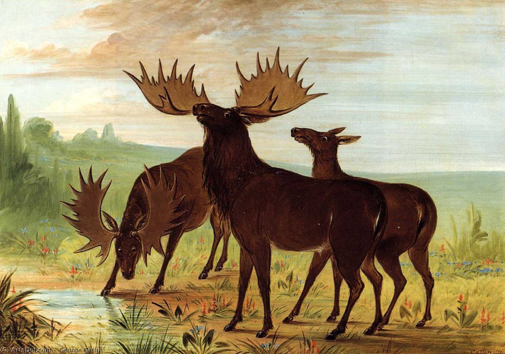Moose At Waterhole — Джордж Катлин