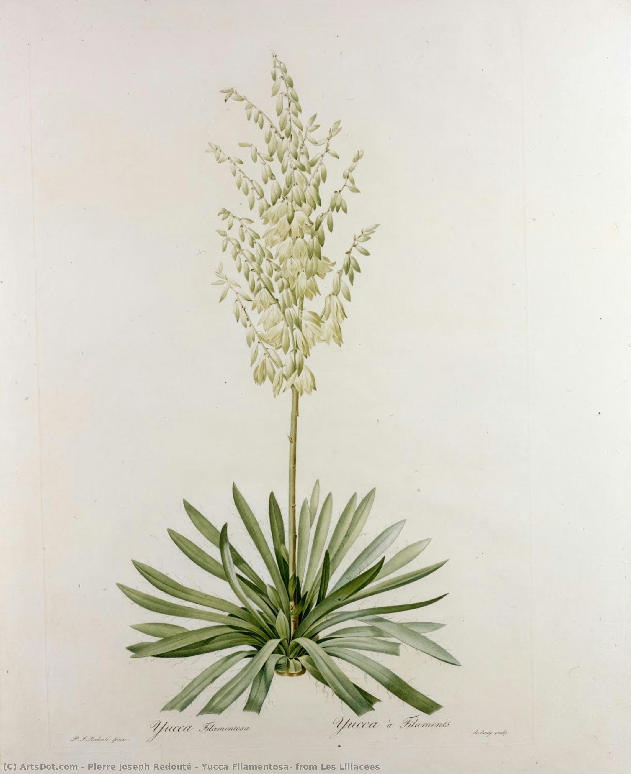 Yucca Filamentosa, From Les Liliacees — Pierre Joseph Redouté