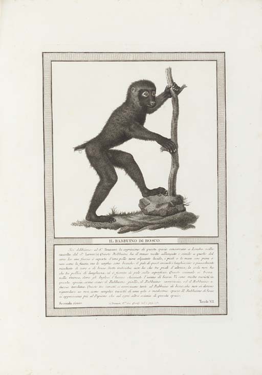 Natural History Of The Apes — Nicolas Henri Jacob
