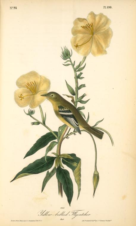Yellow-bellied Flycatcher. Male — John James Audubon
