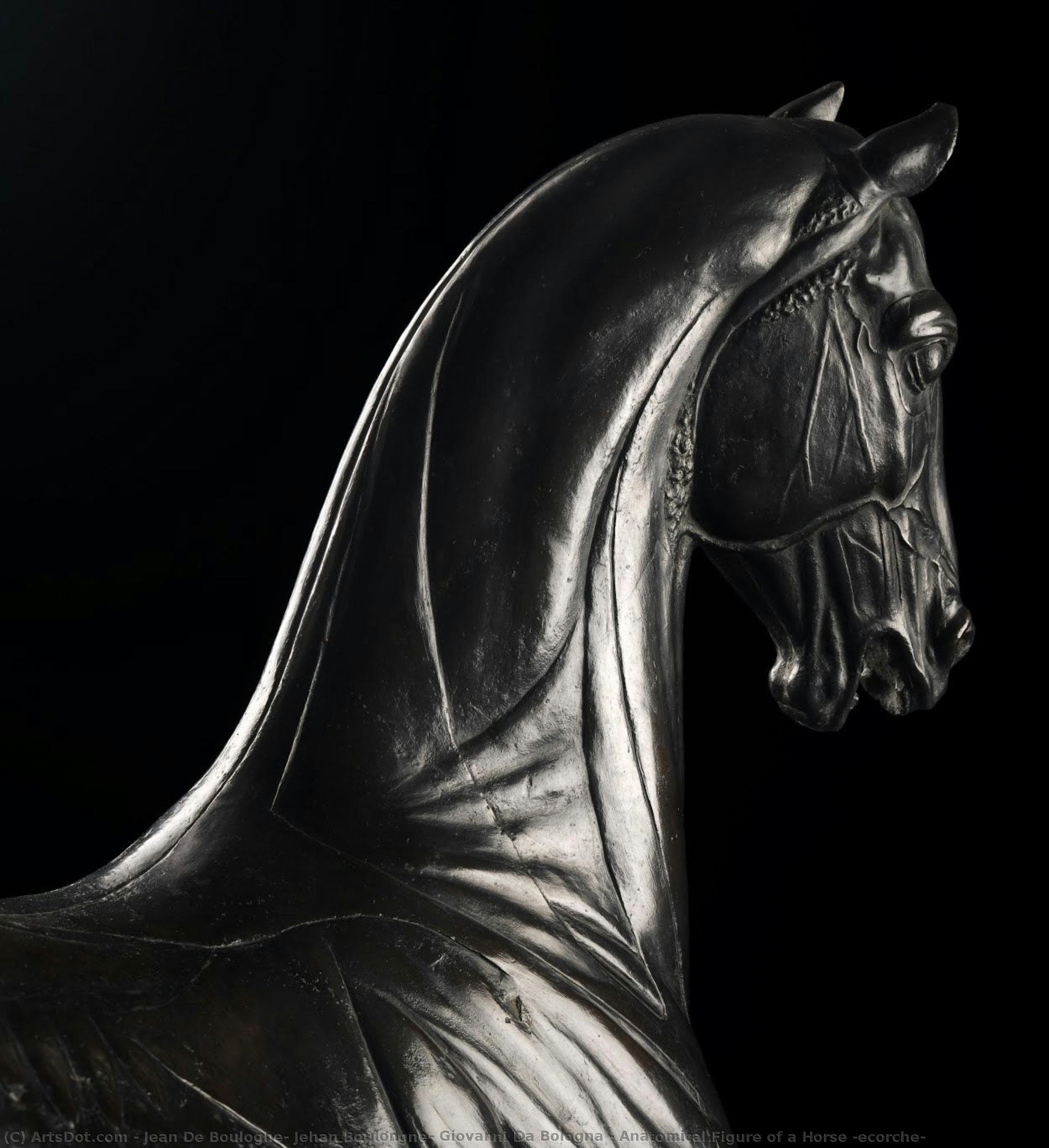 Anatomical Figure Of A Horse (ecorche) — Giovanni Da Bologna