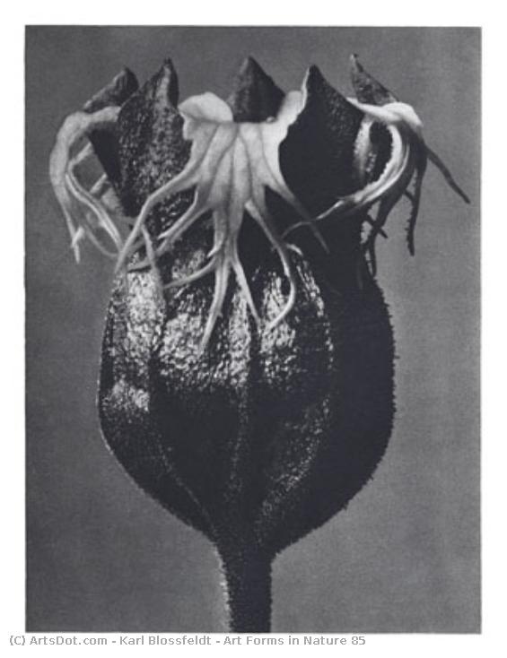 Art Forms In Nature 85 — Karl Blossfeldt