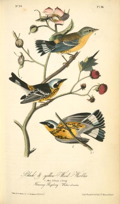 Black-and-yellow Wood-warbler. 1. Male. 2. Female. 3. Young. (flowering Raspberry. Rubus Odoratus.) — John James Audubon
