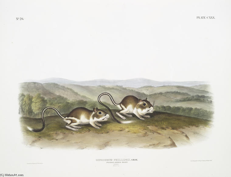 Dipodomys Phillipsii, Pouched Jerboa Mouse. Males. Natural Size — John James Audubon