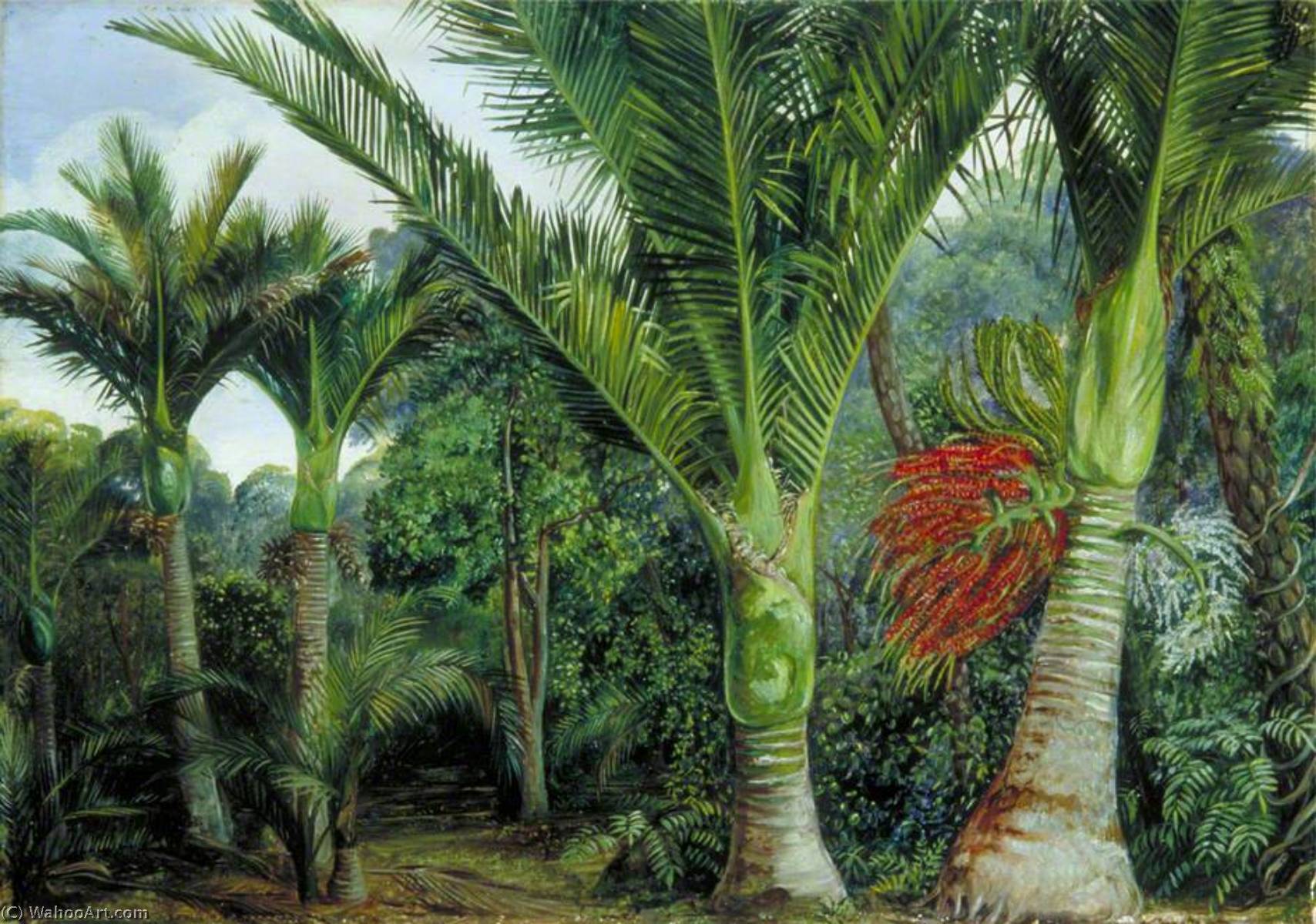 Group Of Nikau Palms With The Background Of The Kawa Kawa, New Zealand — Marianne North