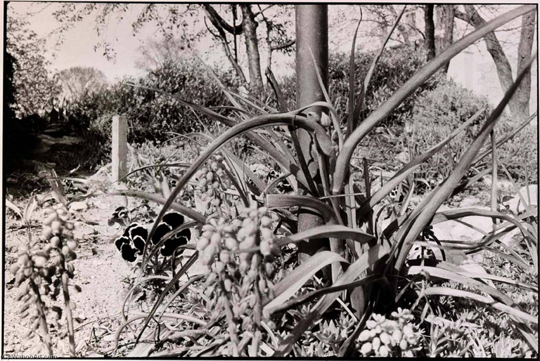 Nature Vi, Washington, D.c — John Ralph Gossage