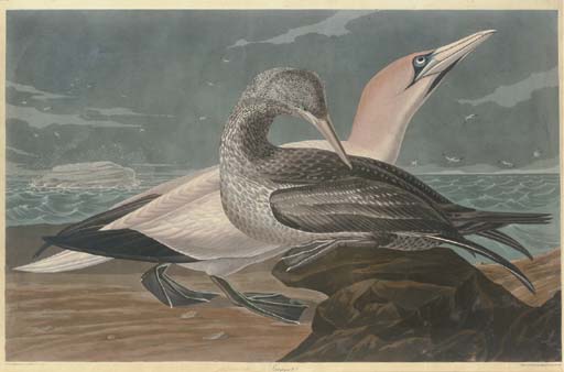 Gannet — Роберт Хавелл