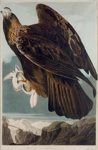 Golden Eagle — Robert Havel