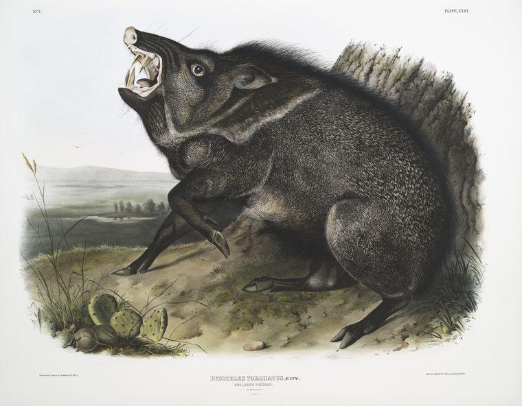Dycoteles Torquatus, Collared Peccary — John James Audubon