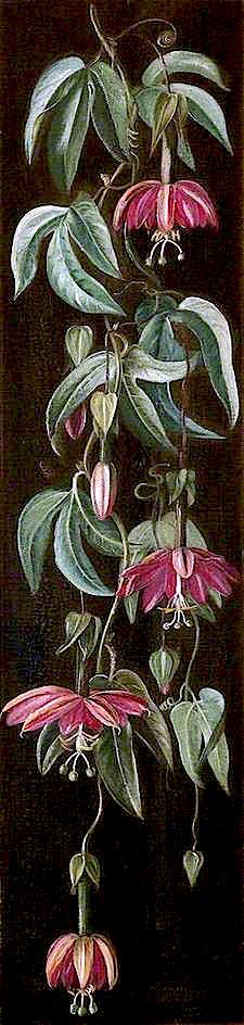Exotic Flowering Plant On A Black Background — Marianne North