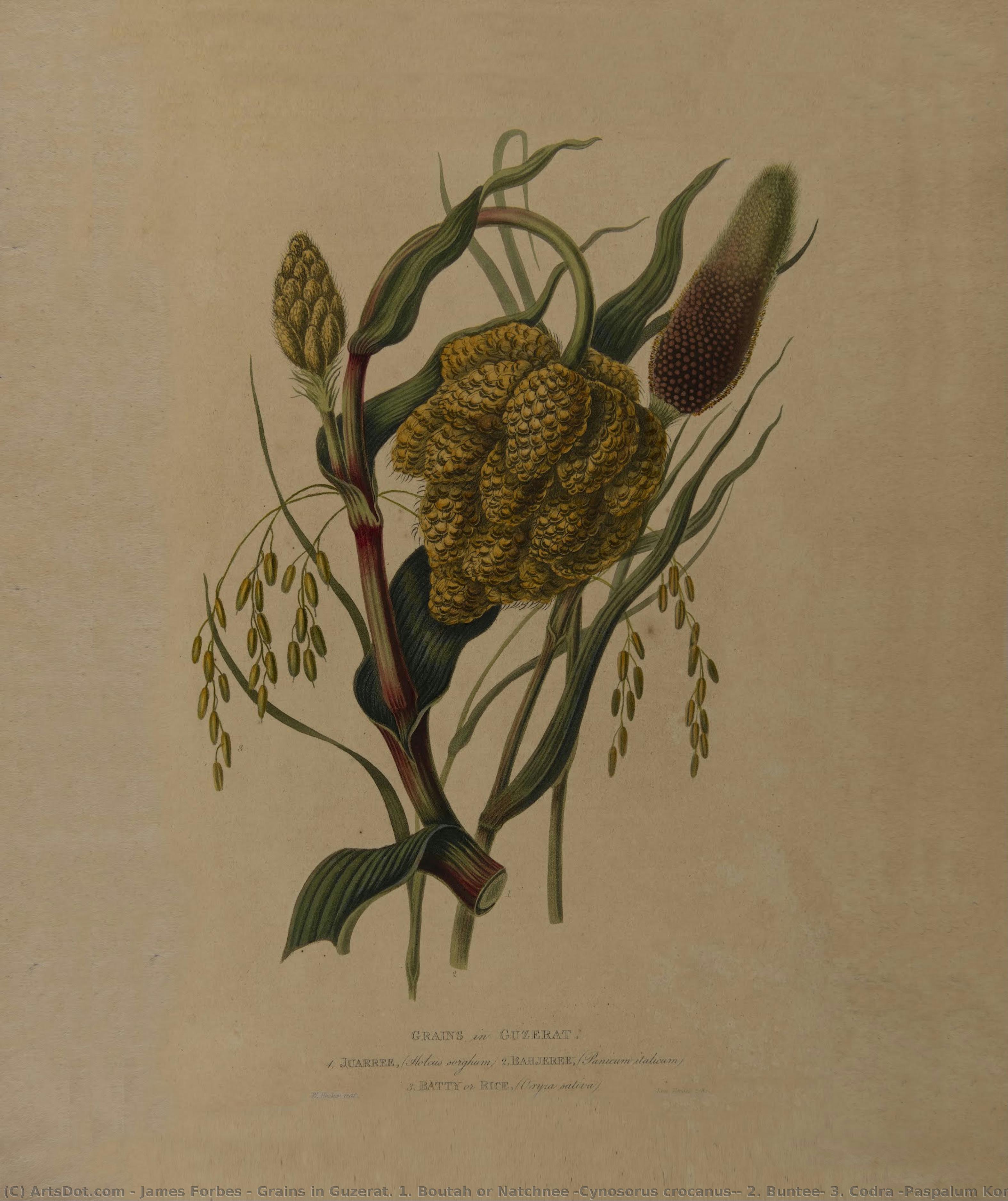 Grains In Guzerat. 1. Boutah Or Natchnee (cynosorus Crocanus), 2. Buntee, 3. Codra (paspalum Kora), 4. Chena, (panicum Miliaceum) — James Forbes