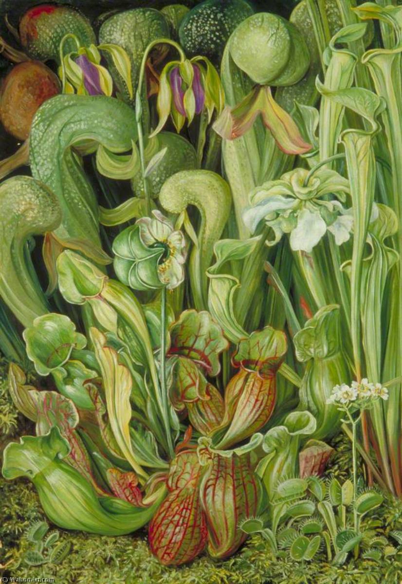 North American Carnivorous Plants — Marianne North