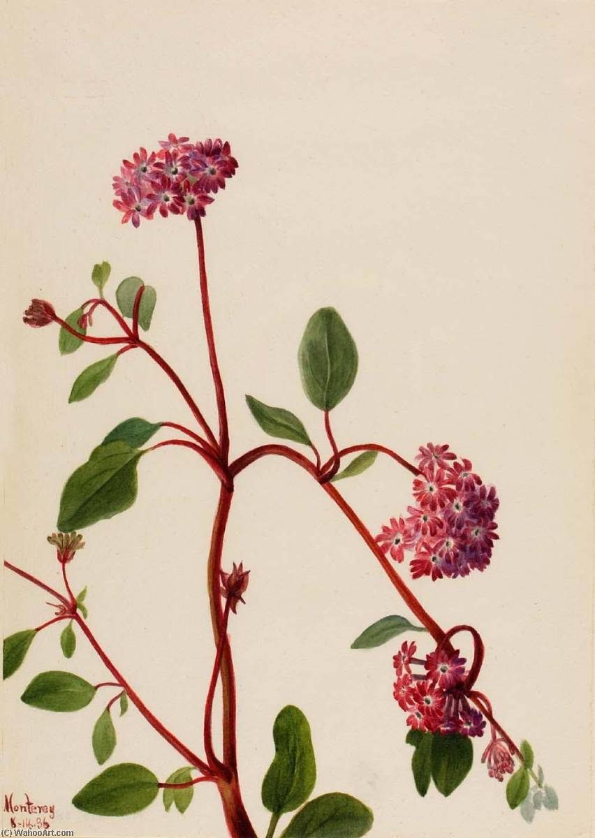 Sand Verbena (abronia Umbellata) — Mary Vaux Walcott