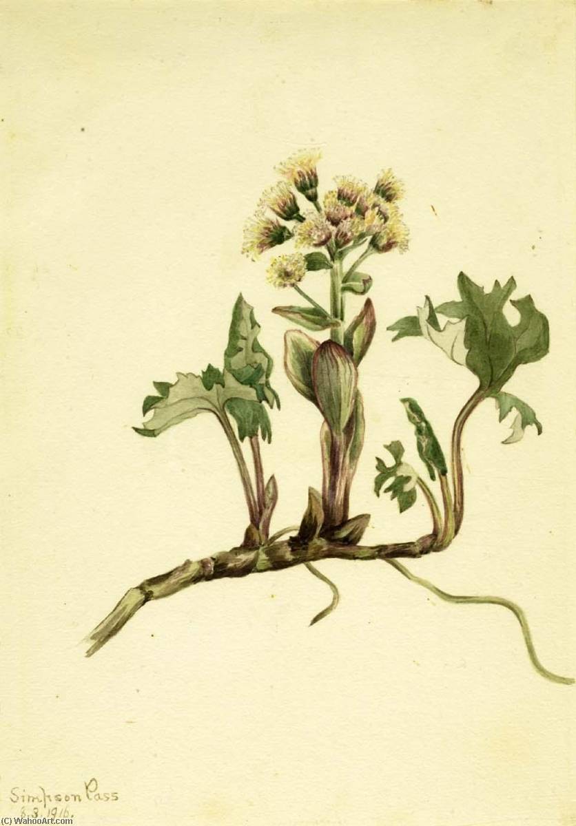 Northern Butterbur (petasites Hyperboreus) — Mary Vaux Walcott