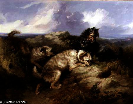 A Dandy Dinmont And Two Cairns Rabbiting — Джордж Армфилд (смит)