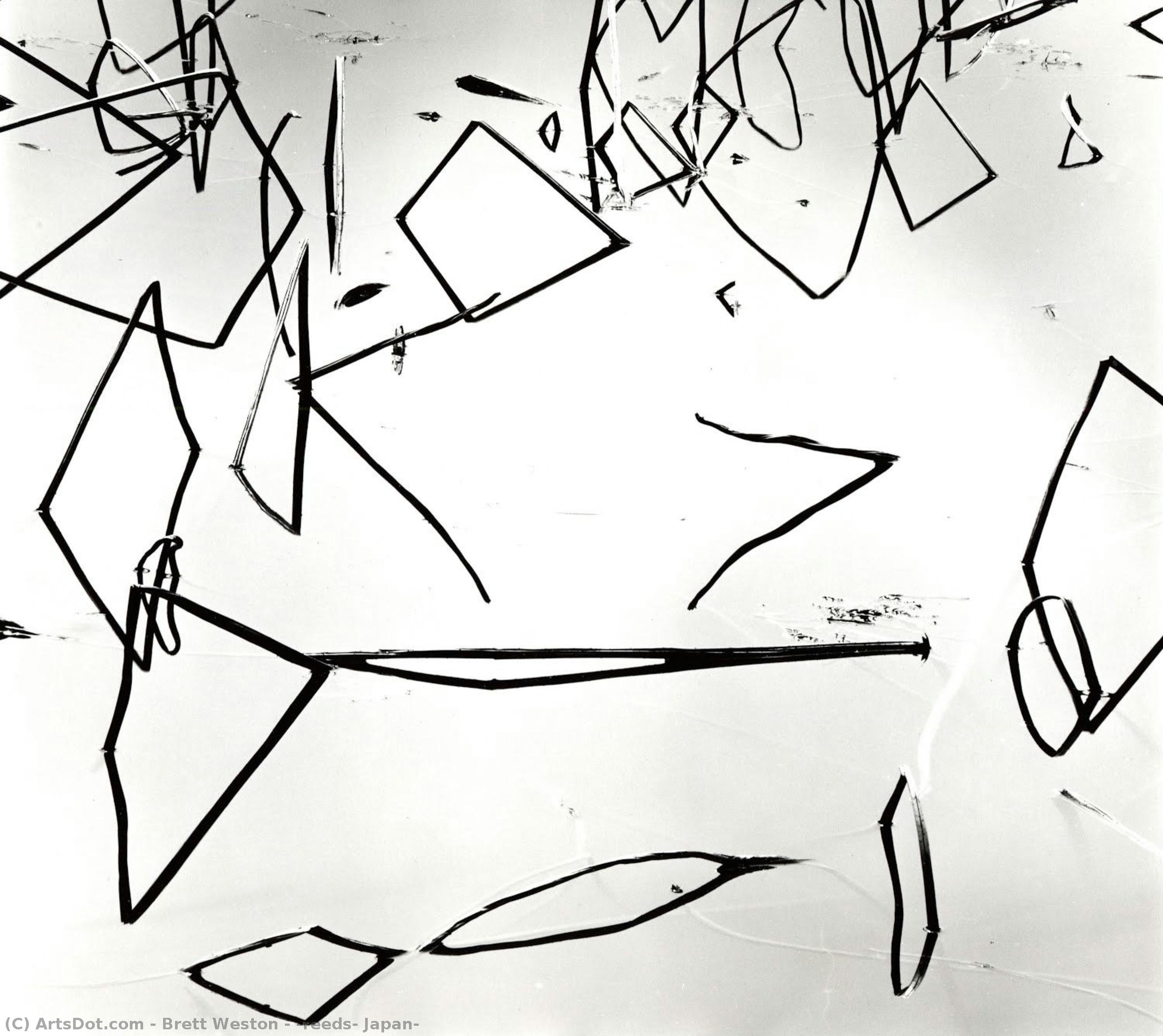[reeds, Japan] — Brett Weston