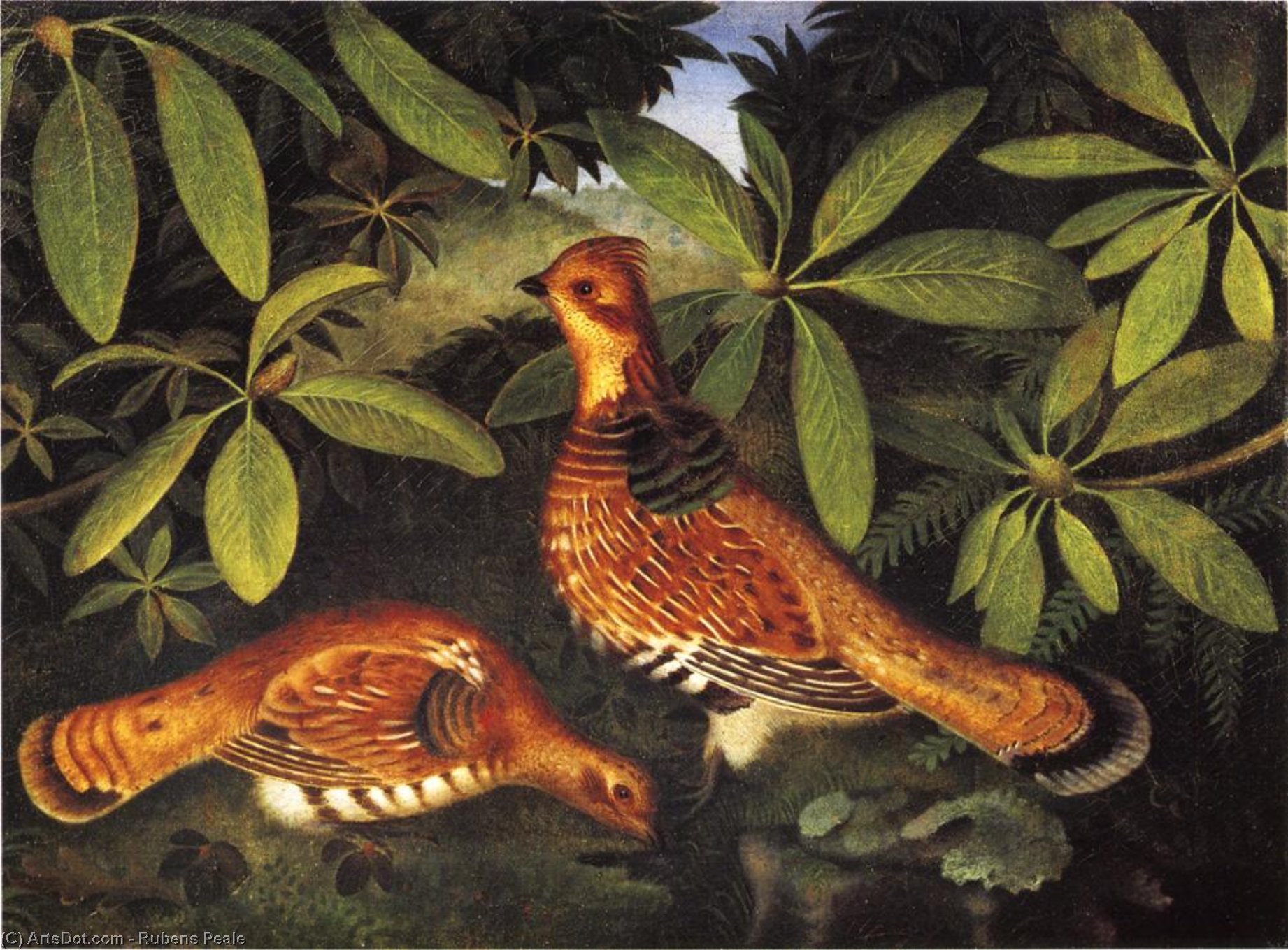 Two Ruffed Grouse — Рубен Пил