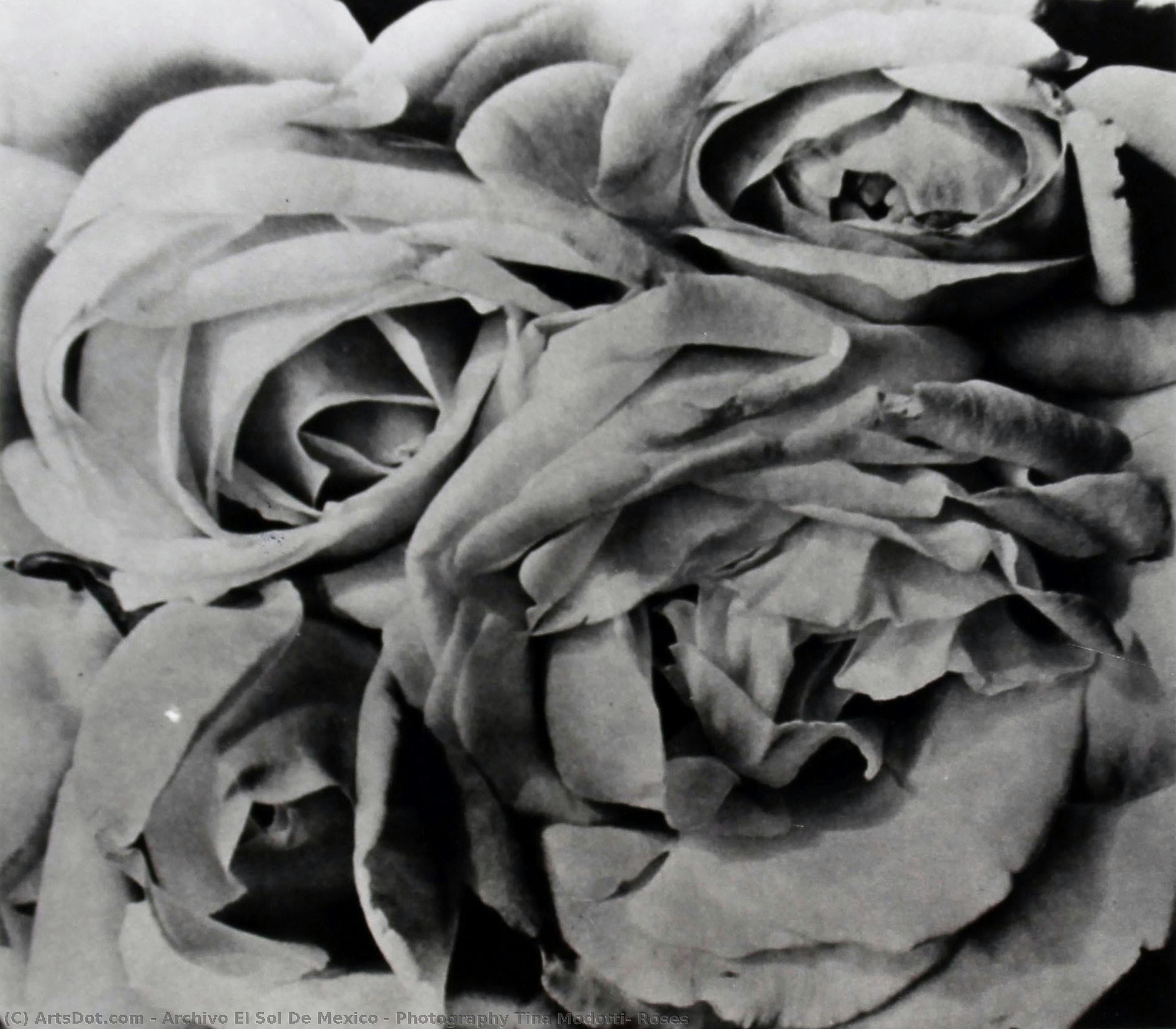 Photography Tina Modotti, Roses — Archivo El Sol De Mexico