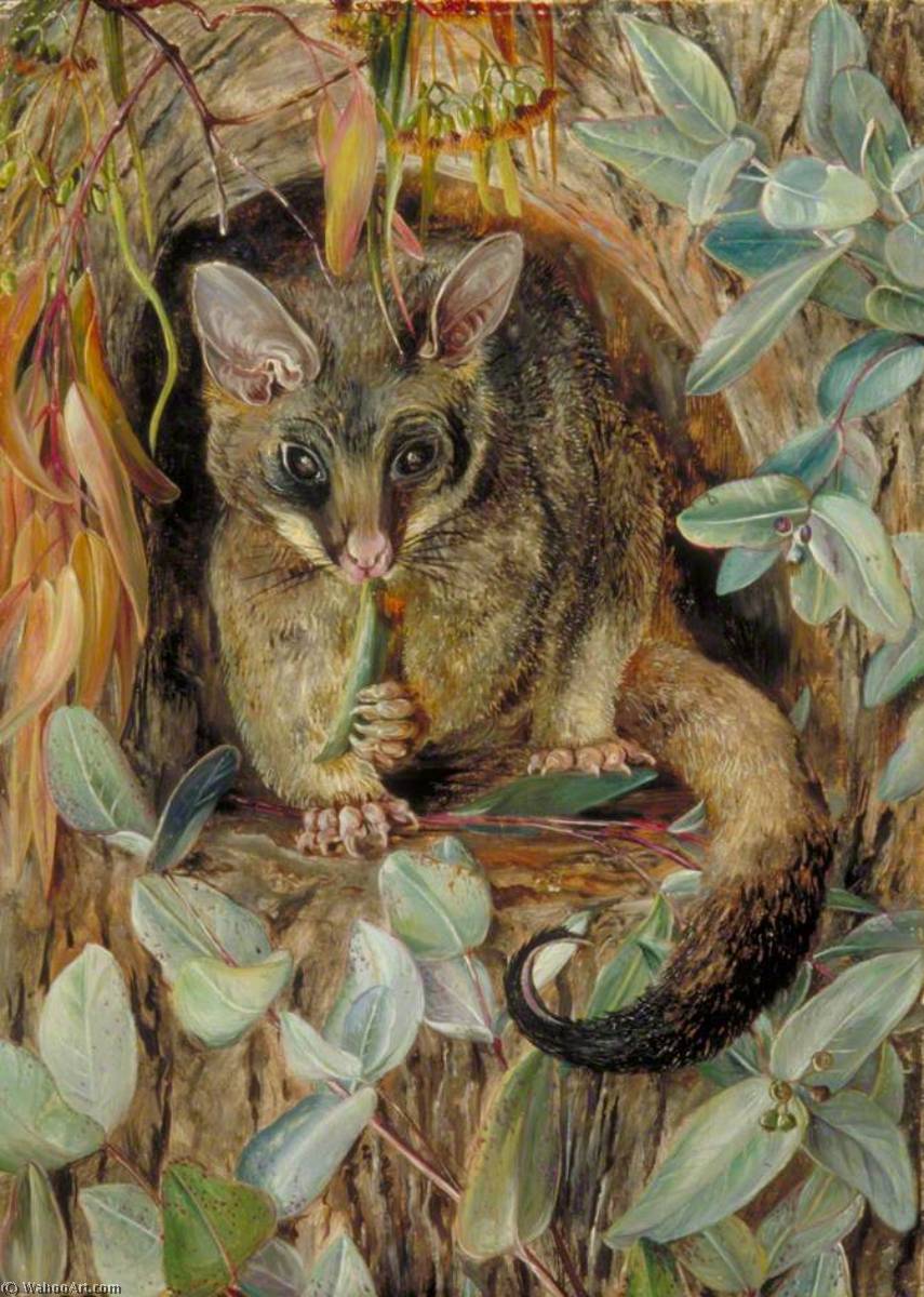 Possum En Un Eucalipto — Marianne North
