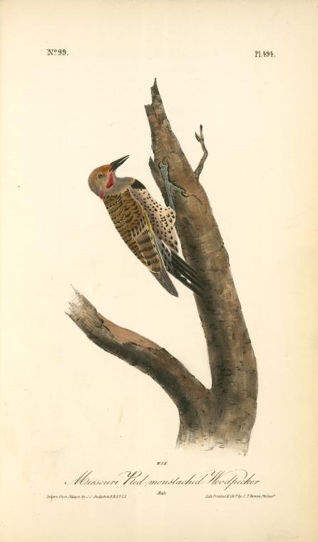 Missouri Red-moustached Woodpecker. Male — John James Audubon