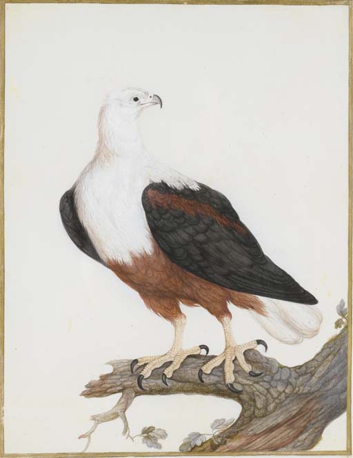 Pygargue Vocifère (haliaeetus Vocifer) — Edouard Traviès