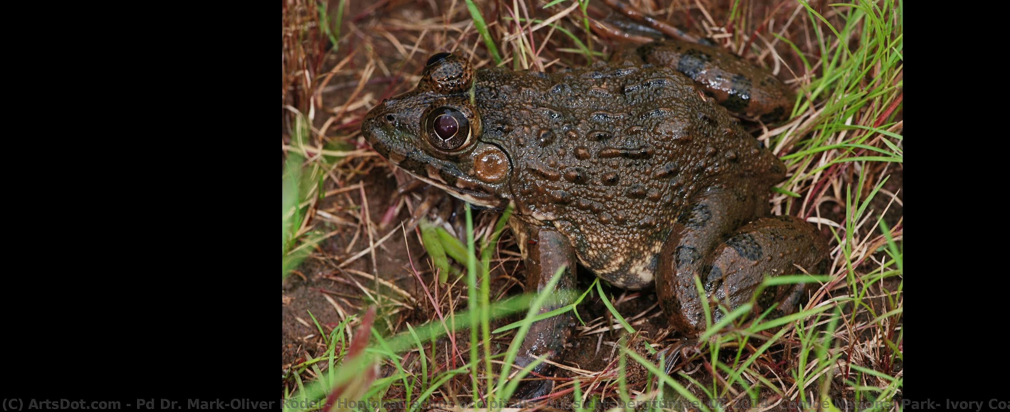 Hoplobatrachus Occipitalis, Aussichtsbergtümpel 08 2014, Comoé National Park, Ivory Coast — Pd Dr. Mark-oliver Rödel