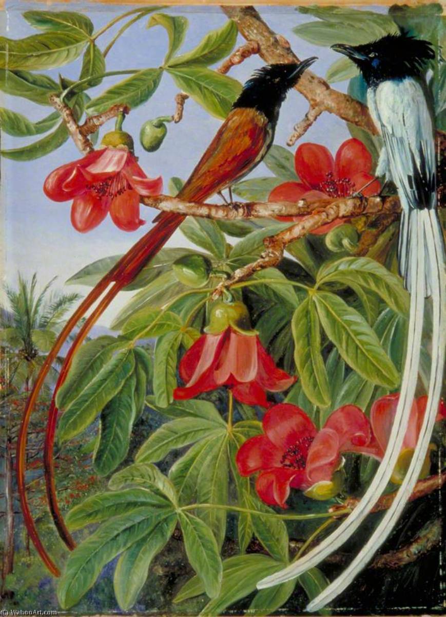 Blätter Und Blüten Des Roten Baumwollbaums Und Ein Paar Langschwanz-flüsterer, Ceylon — Marianne North