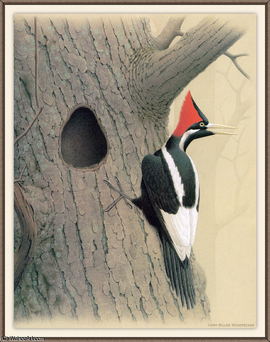 Ivory-billed Woodpecker — August Albert Zimmermann
