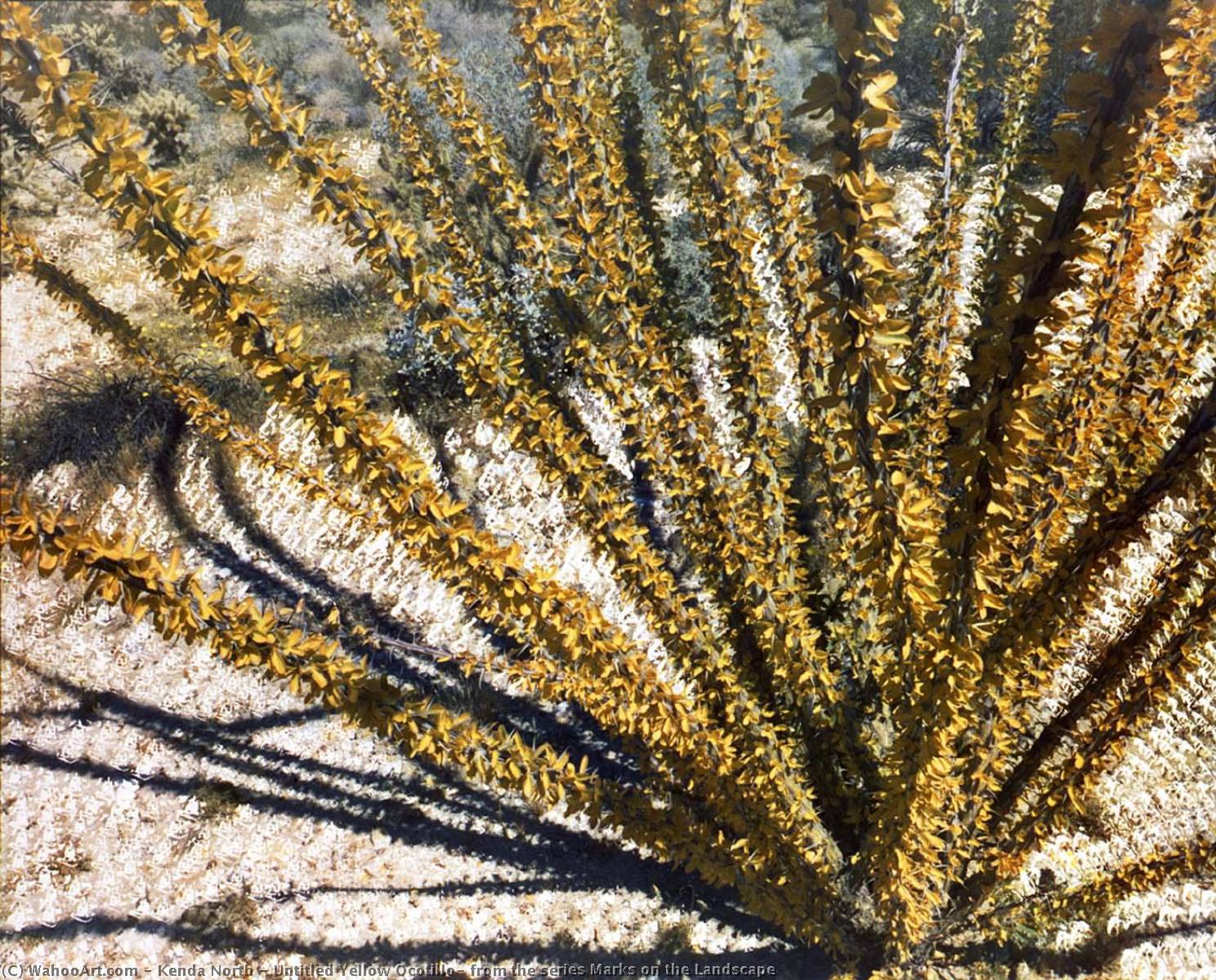 Untitled Yellow Ocotillo, From The Series Marks On The Landscape — Kenda North