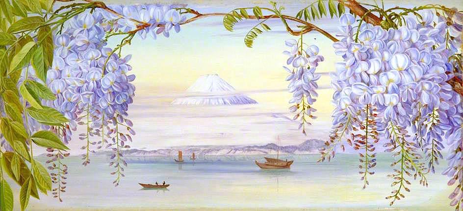 Distant View Of Mount Fujiyama, Japan, And Wistaria — Marianne North