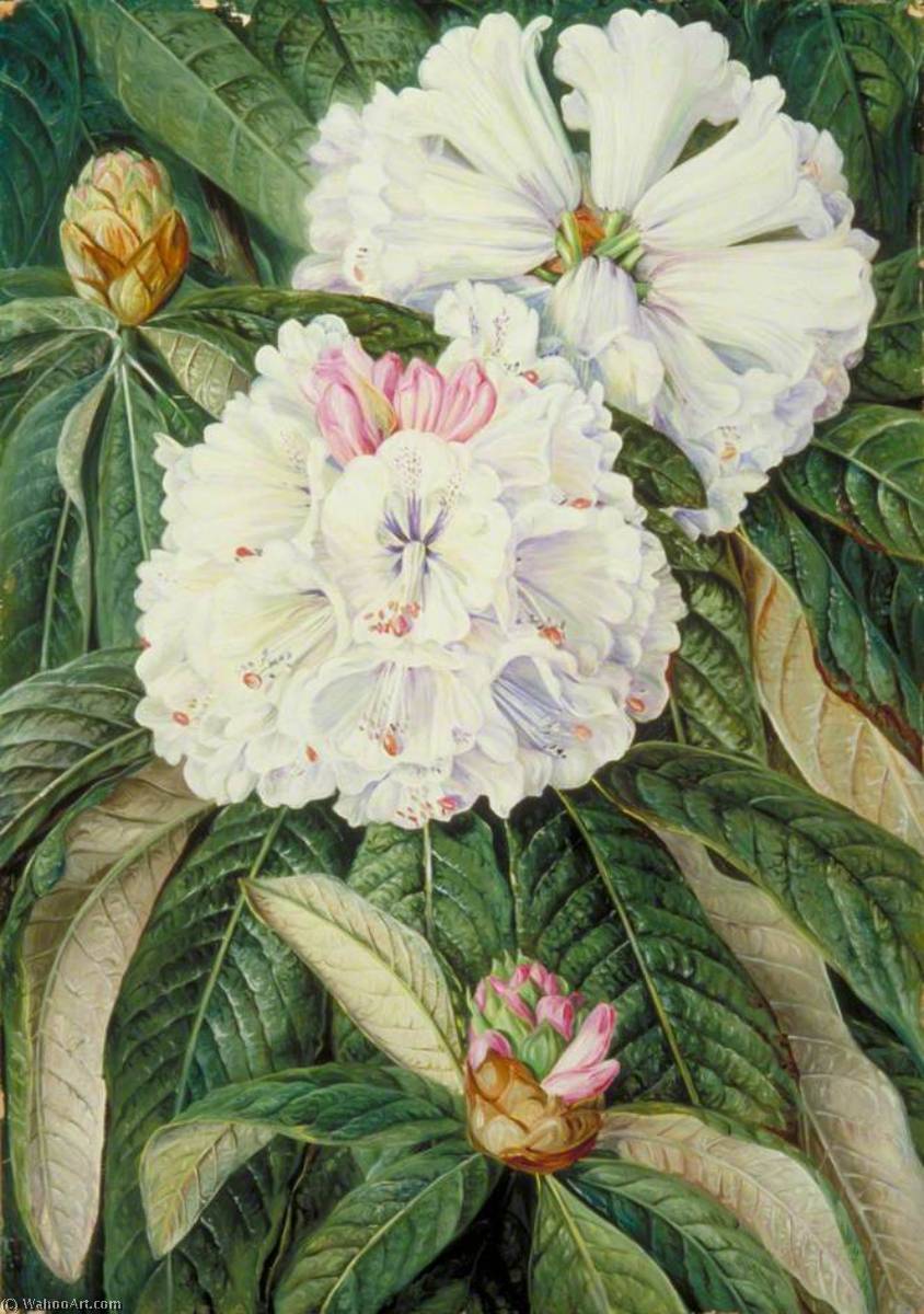 Blätter Und Blüten Des Indischen Rhododendron Grande — Marianne North