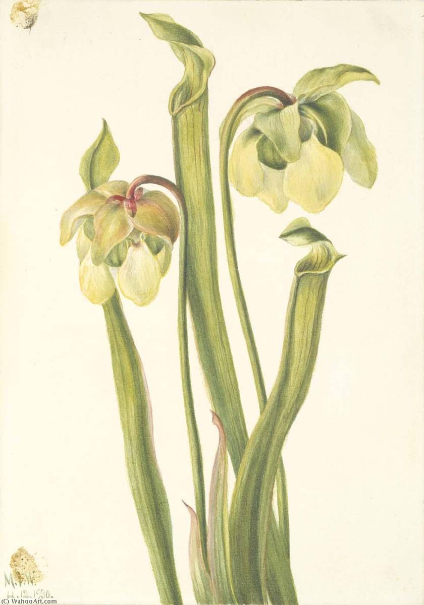 Hybrid Pitcherplant (sarracenia Minor) — Mary Vaux Walcott