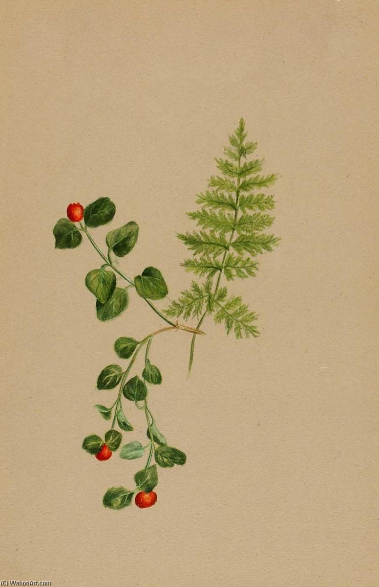 Partridgeberry (mitchella Repens) — Mary Morris Vaux Walcott