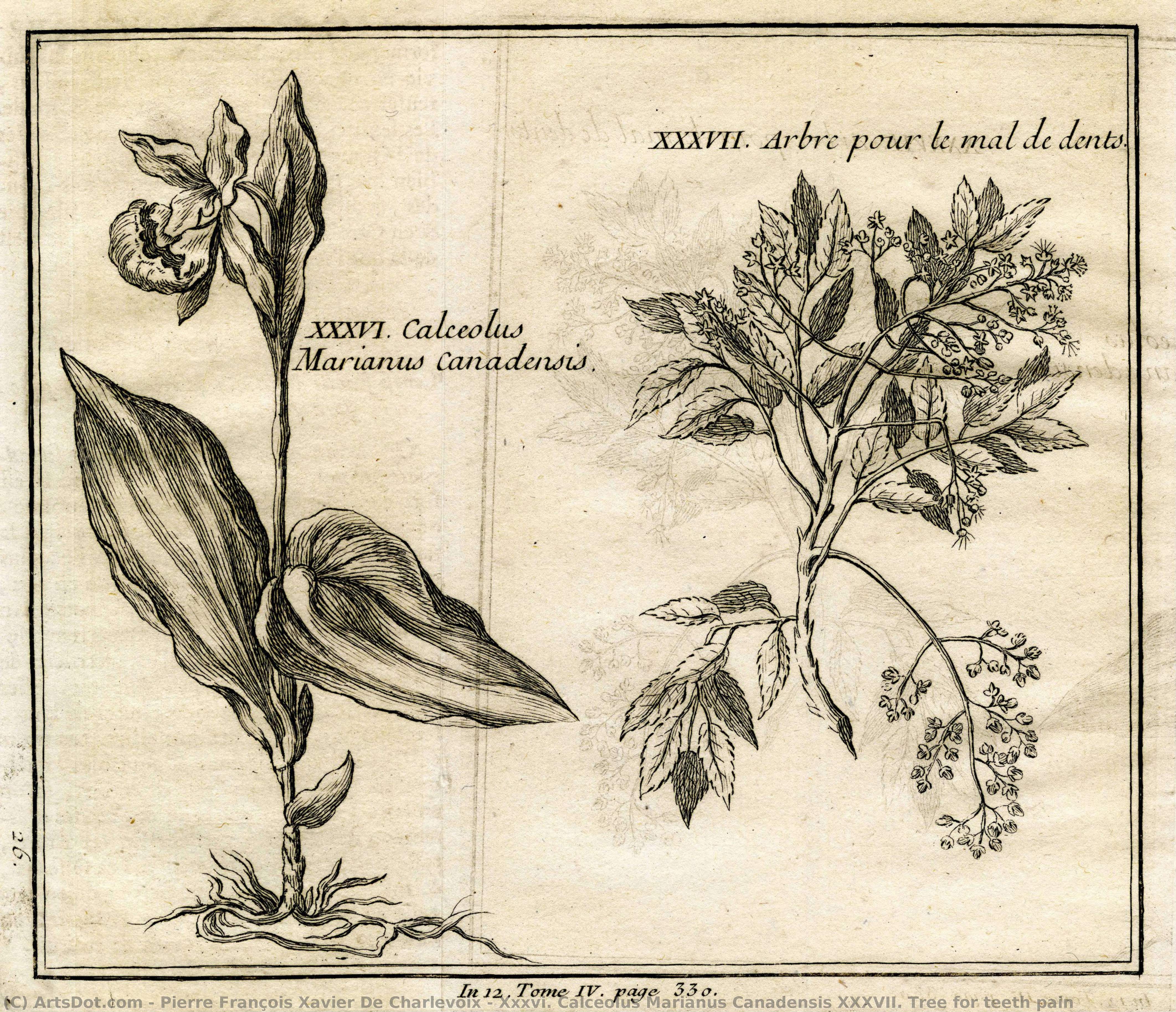 Xxxvi. Calceolus Marianus Canadensis Xxxvii. Tree For Teeth Pain — Pierre François Xavier De Charlevoix