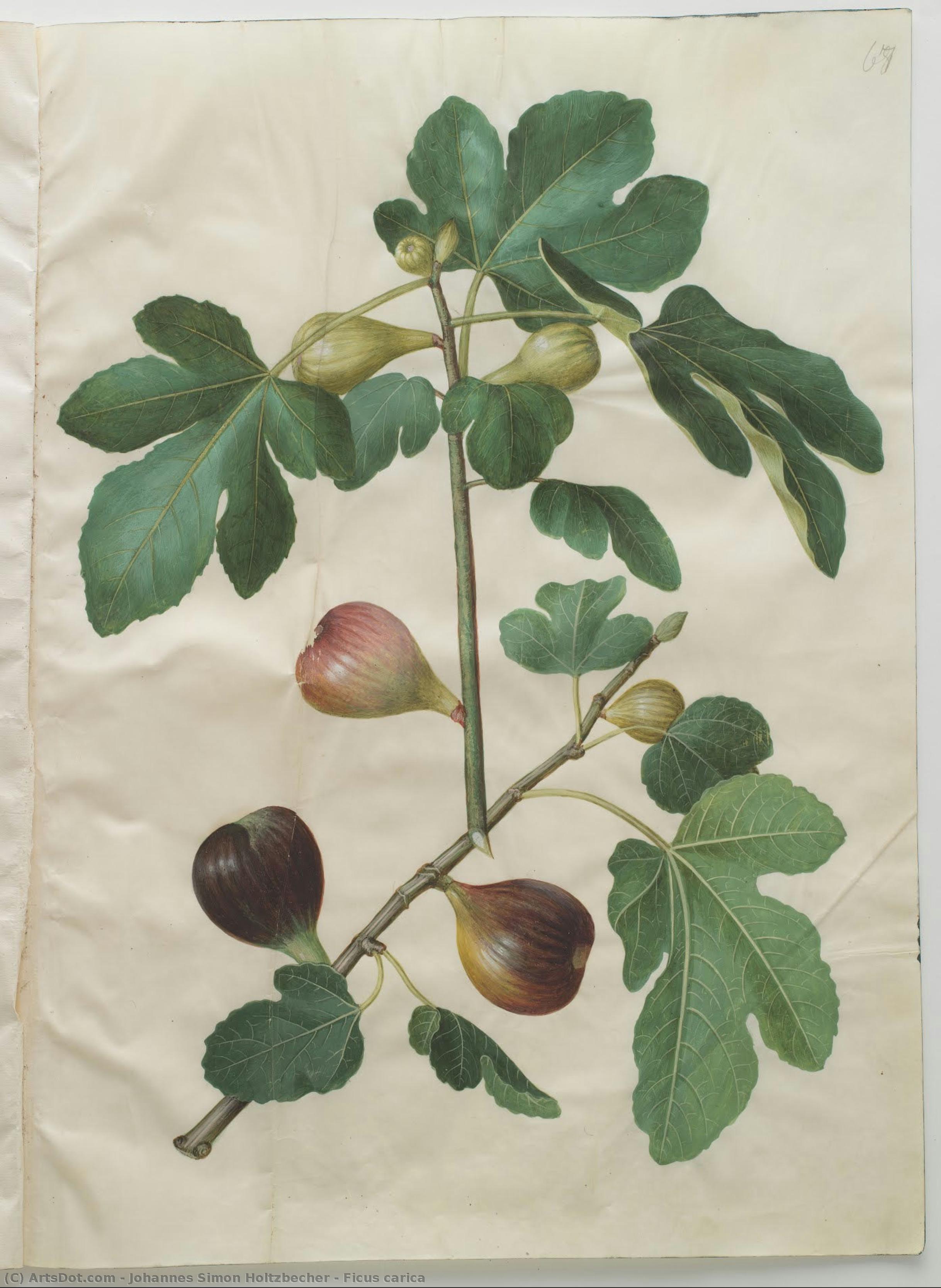 Ficus Carica — Johannes Simon Holtzbecher