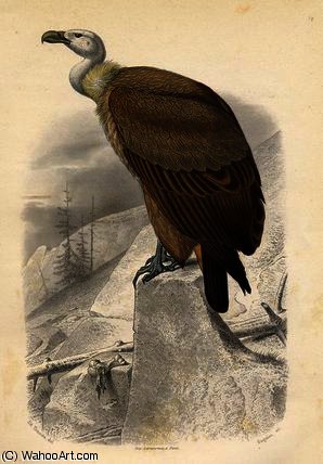 The Fawn Vulture — Edouard Traviès