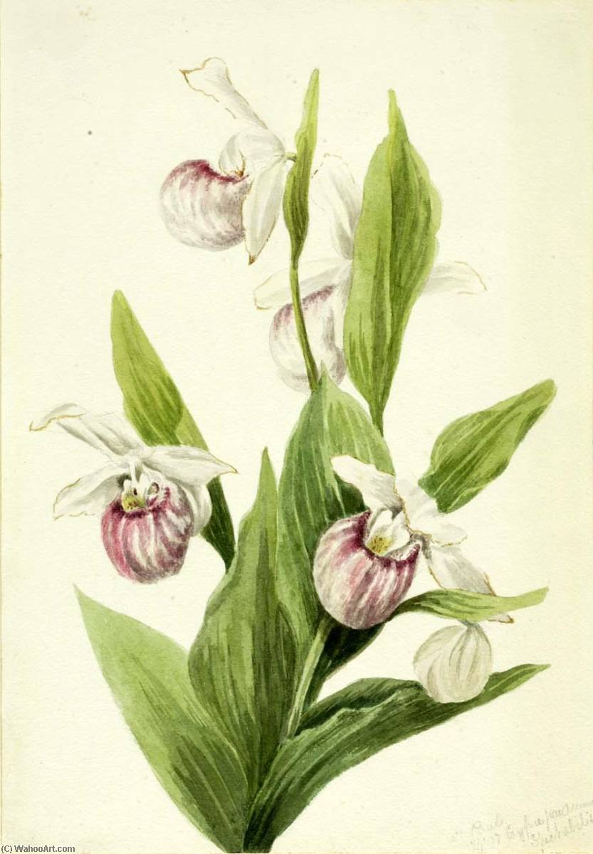 Queen's Slipper (cypripedium Reginae) — Mary Vaux Walcott