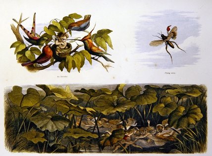 In Fairy Land - — Richard Doyle