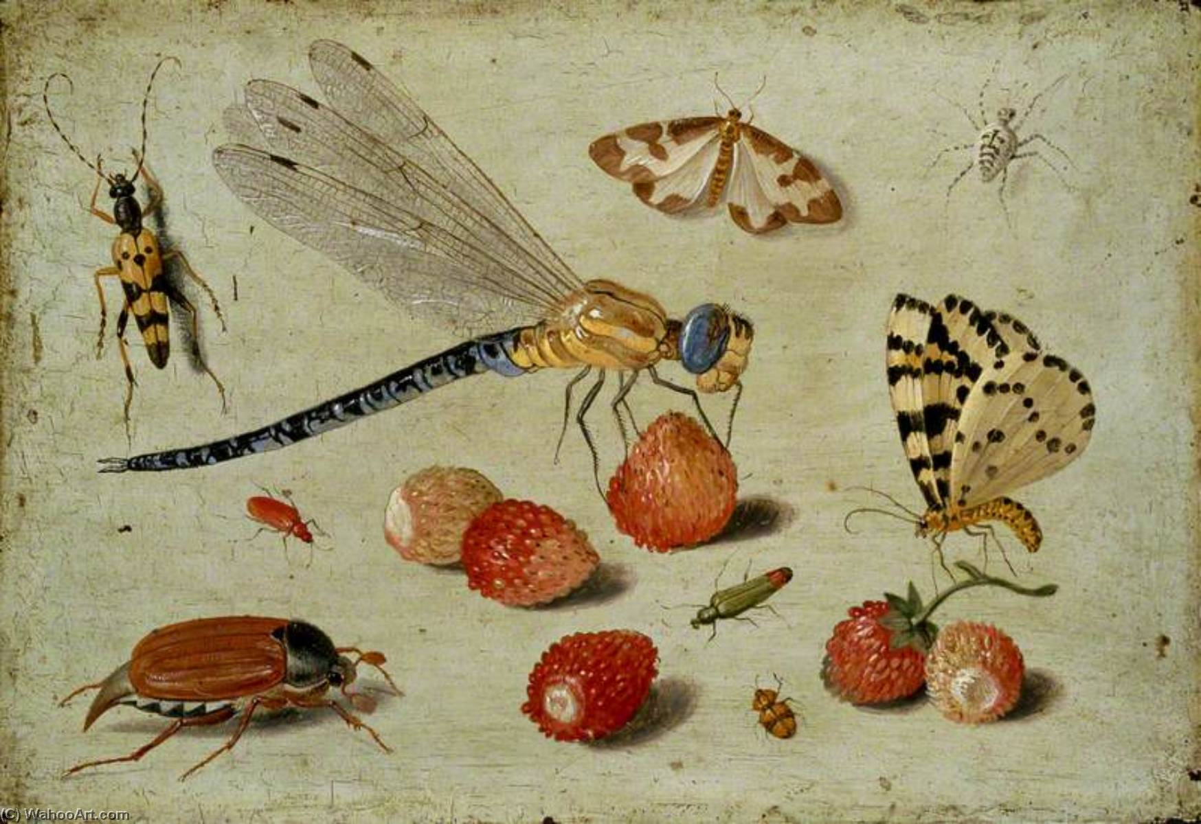A Dragon Fly, Two Moths, A Spider And Some Beetles, With Wild Strawberries — Jan Van Kessel The Elder